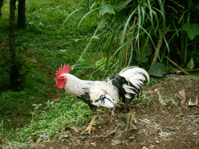 indonesia-animal-3.JPG