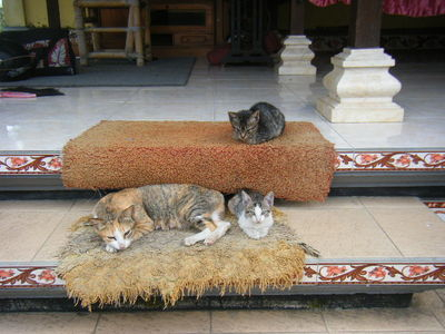 indonesia-animal-4.JPG