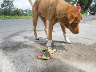 indonesia-animal-5.JPG