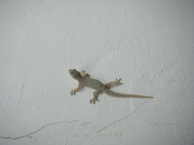 indonesia-animal-7.JPG