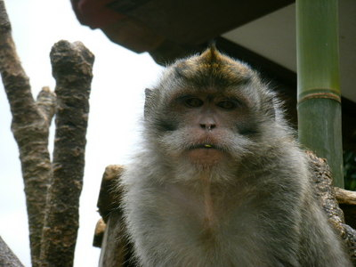 indonesia-animal-8.JPG