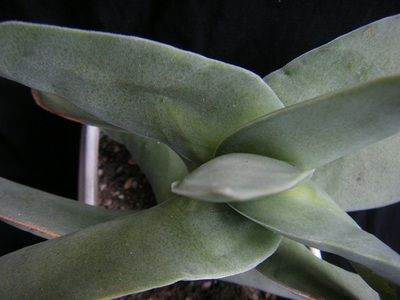 jintou (2).JPG