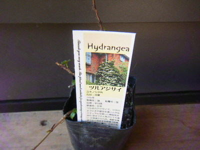 jumoku2013spuring (6).JPG