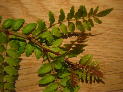 kinone2012.JPG