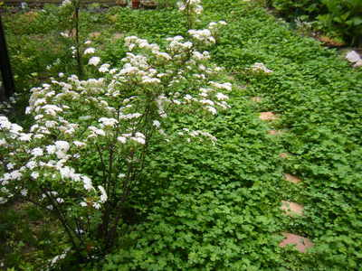 kodemari2012.JPG