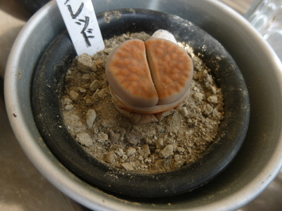 lithops1405 (2).JPG