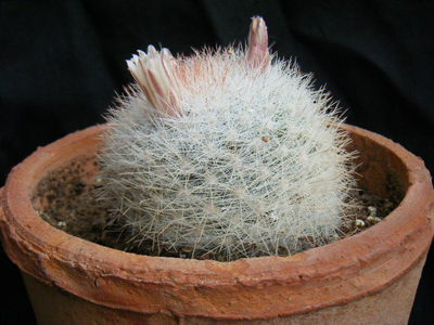 mangetsu (1).JPG