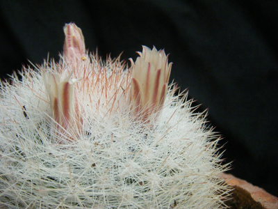 mangetsu (4).JPG