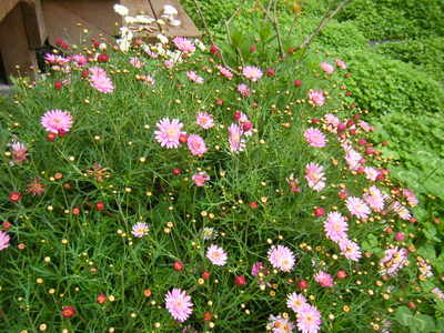 margaret2012.JPG