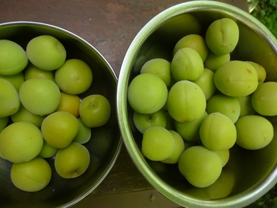 nannkoubai2017 (2).JPG