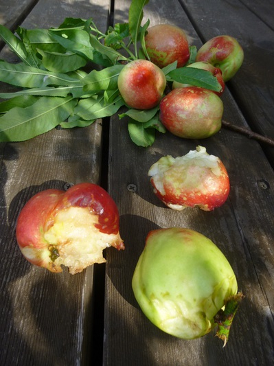 nectarine1606 (5).JPG