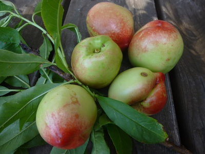 nectarine1606 (6).JPG