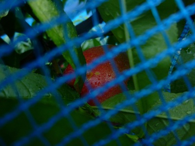 nectarine (2).JPG