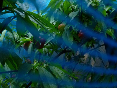 nectarine (3).JPG