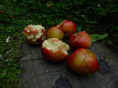 nectarine (4).JPG