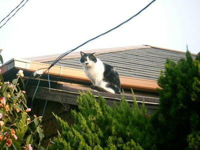neko2011_02050013.JPG