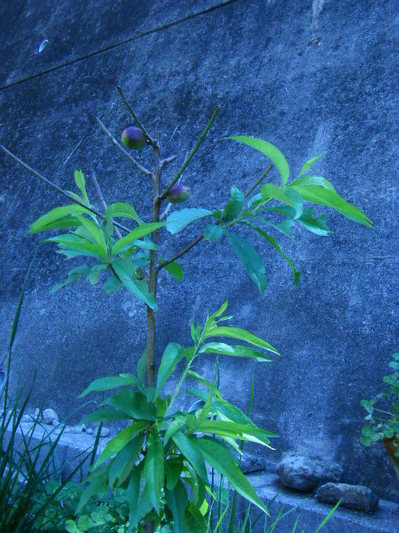 nekutarin2012-2.JPG
