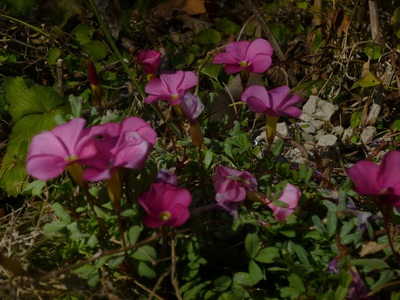 oxisalis2016 (2).JPG
