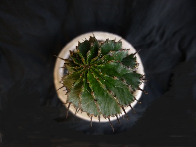polygona (2).JPG