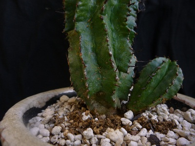 polygona (5).JPG
