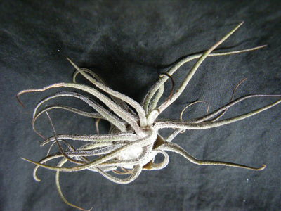 puruinosa (2).JPG
