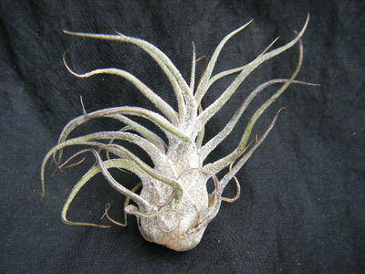 puruinosa (3).JPG