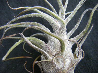 puruinosa (4).JPG