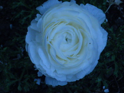 ranaunculus-2-13.JPG