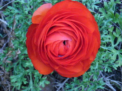 ranaunculus-3-13.JPG