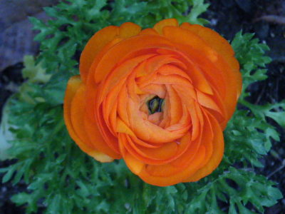 ranaunculus-4-13.JPG