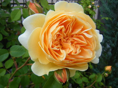rose1405 (2).JPG