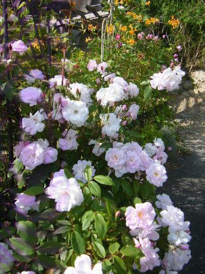 rose1405 (3).JPG