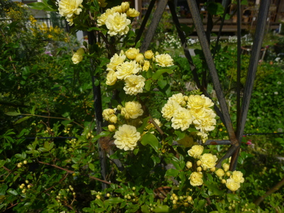 rose1405 (7).JPG