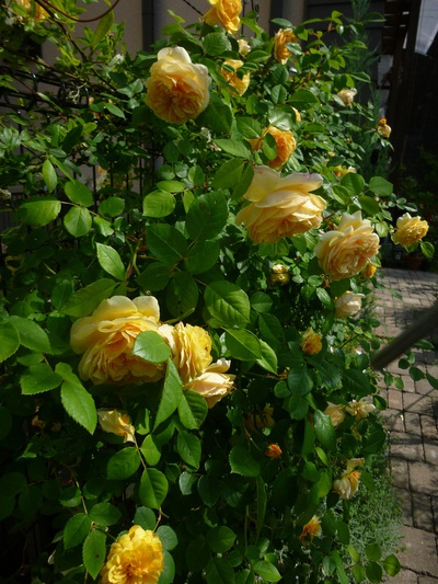 rose1505 (1).JPG