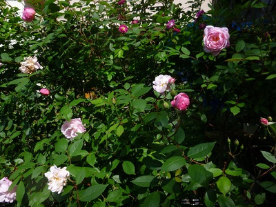 rose1505 (3).JPG