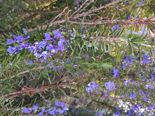 rosemary1702.JPG