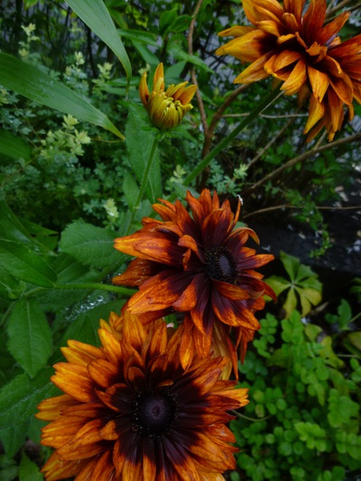 rudbeckia2015 (3).JPG