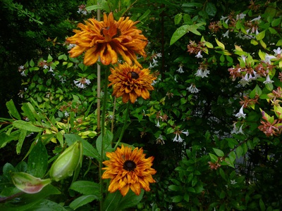 rudbeckia2015 (4).JPG