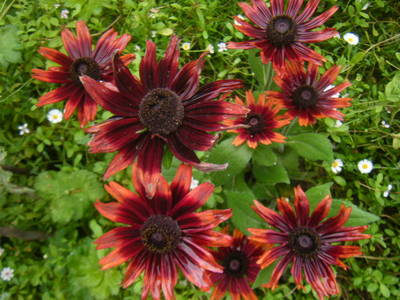 rudobekia2013.JPG