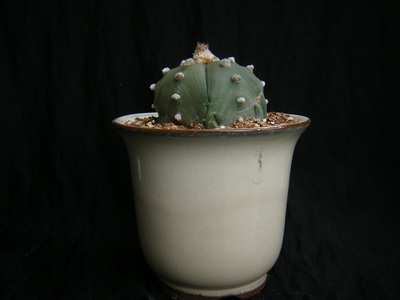 rurikabuto (2).JPG