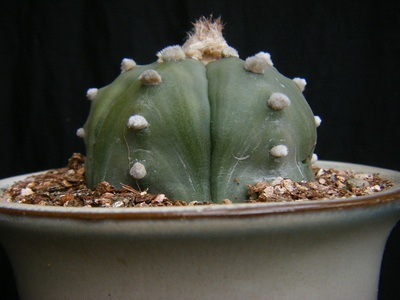 rurikabuto (5).JPG