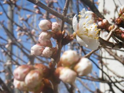 sakura2011_03070007.JPG