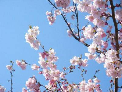 sakura2011_04100015.JPG