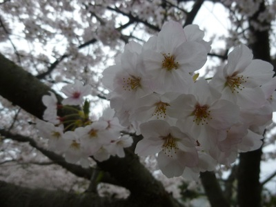sakura2016 (2).JPG