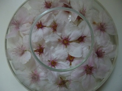 sakura2016 (3).JPG