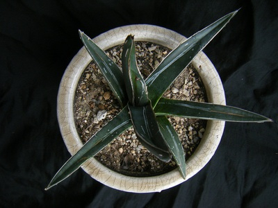 sasahubuki (2).JPG