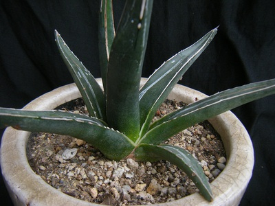sasahubuki (4).JPG