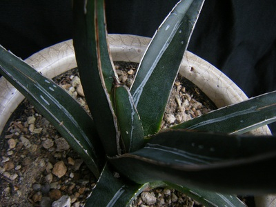 sasahubuki (5).JPG