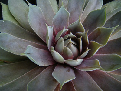 semperu-rose (2).JPG