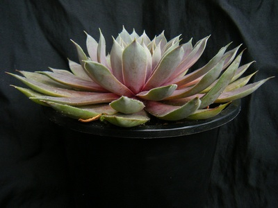 semperu-rose (3).JPG